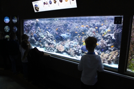 Pasowanie na Delfinka